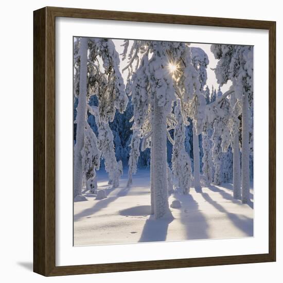 Winter Forest-Hans Strand-Framed Photographic Print