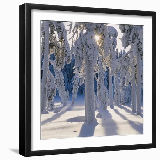 Winter Forest-Hans Strand-Framed Photographic Print