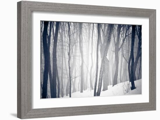 Winter Forest-Alexey Rumyantsev-Framed Photographic Print