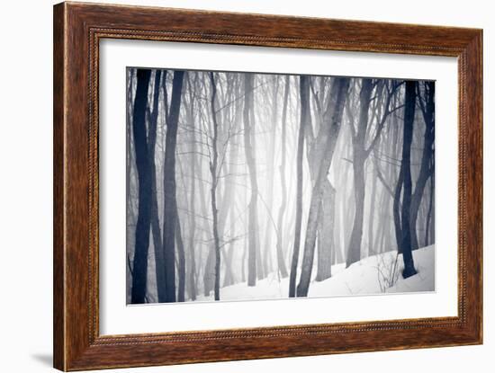 Winter Forest-Alexey Rumyantsev-Framed Photographic Print