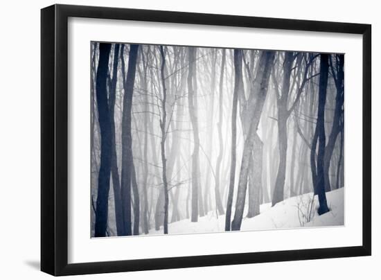 Winter Forest-Alexey Rumyantsev-Framed Photographic Print