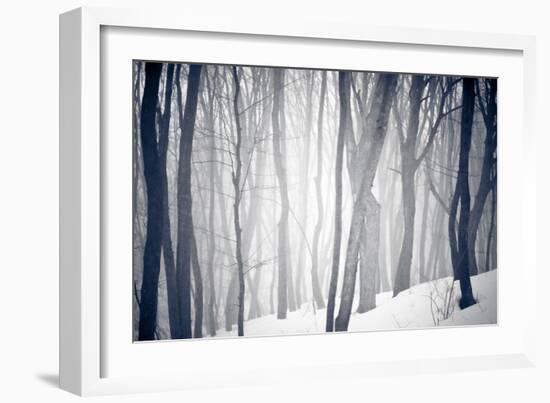 Winter Forest-Alexey Rumyantsev-Framed Photographic Print