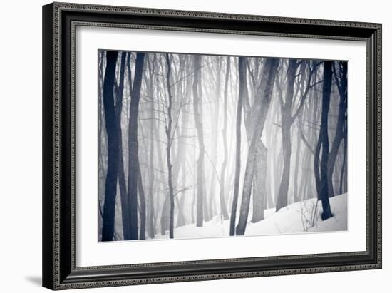 Winter Forest-Alexey Rumyantsev-Framed Photographic Print