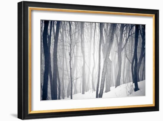 Winter Forest-Alexey Rumyantsev-Framed Photographic Print
