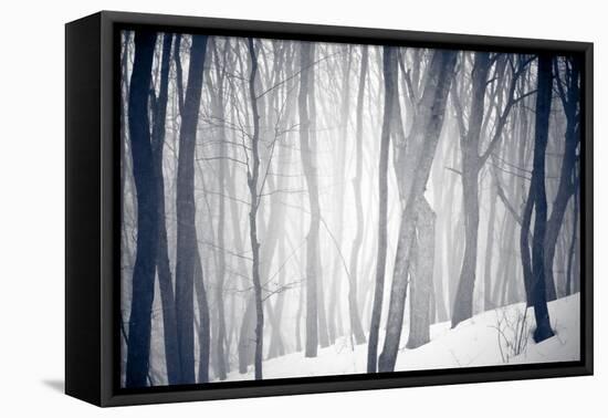 Winter Forest-Alexey Rumyantsev-Framed Premier Image Canvas