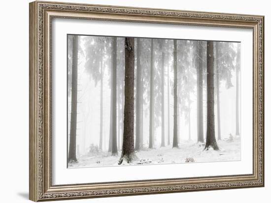 Winter Forest-Mareike Böhmer-Framed Giclee Print