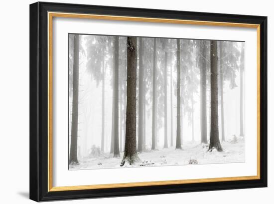 Winter Forest-Mareike Böhmer-Framed Giclee Print