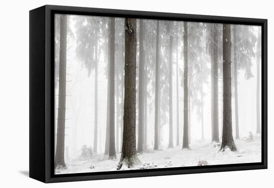 Winter Forest-Mareike Böhmer-Framed Premier Image Canvas