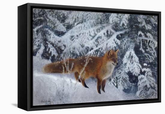 Winter Fox, 1904-Bruno Andreas Liljefors-Framed Premier Image Canvas