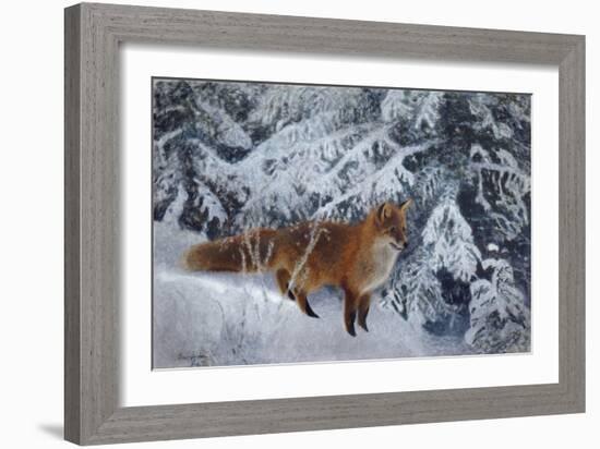 Winter Fox, 1904-Bruno Andreas Liljefors-Framed Giclee Print