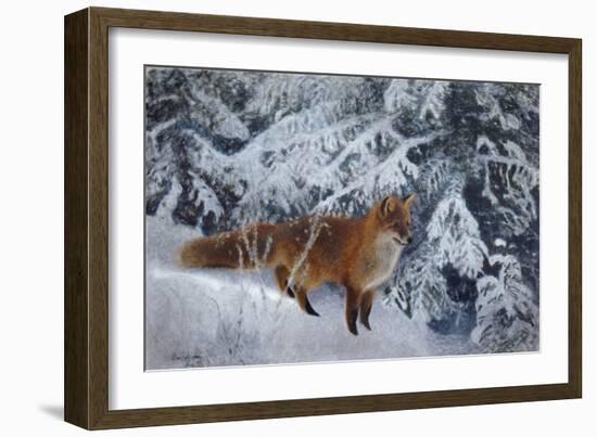 Winter Fox, 1904-Bruno Andreas Liljefors-Framed Giclee Print