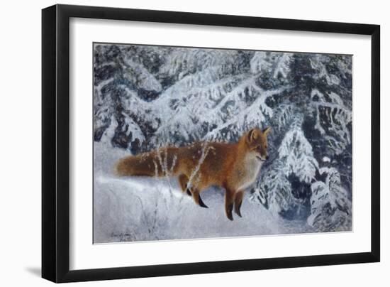 Winter Fox, 1904-Bruno Andreas Liljefors-Framed Giclee Print