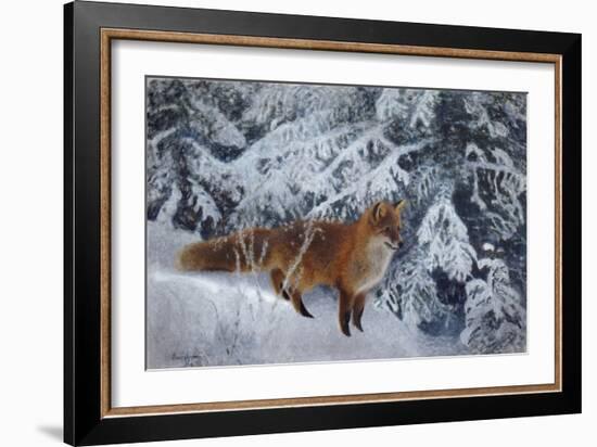 Winter Fox, 1904-Bruno Andreas Liljefors-Framed Giclee Print