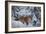 Winter Fox, 1904-Bruno Andreas Liljefors-Framed Giclee Print