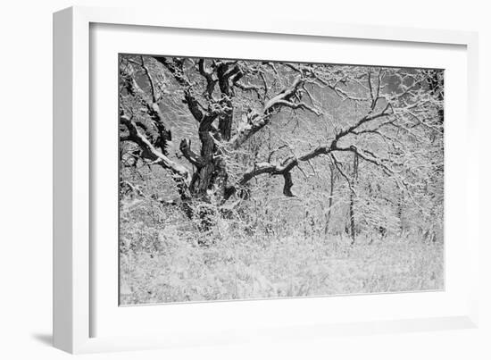 Winter Frost 3-Gordon Semmens-Framed Photographic Print