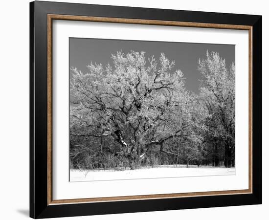 Winter Frost 4-Gordon Semmens-Framed Photographic Print