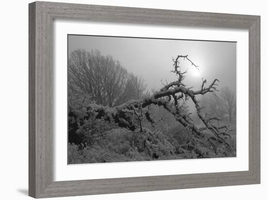 Winter Frost 5-Gordon Semmens-Framed Photographic Print