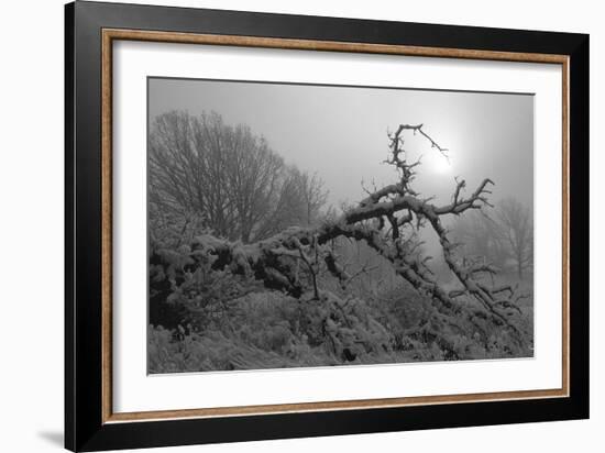 Winter Frost 5-Gordon Semmens-Framed Photographic Print