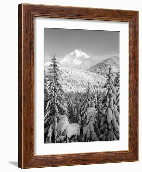 Winter Frost Trees on Mt. Hood, Mt Hood National Forest, Oregon, USA-Stuart Westmorland-Framed Photographic Print