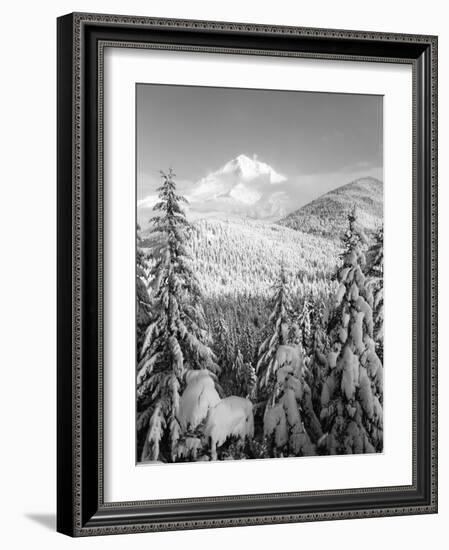 Winter Frost Trees on Mt. Hood, Mt Hood National Forest, Oregon, USA-Stuart Westmorland-Framed Photographic Print