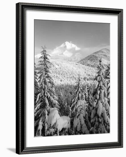 Winter Frost Trees on Mt. Hood, Mt Hood National Forest, Oregon, USA-Stuart Westmorland-Framed Photographic Print