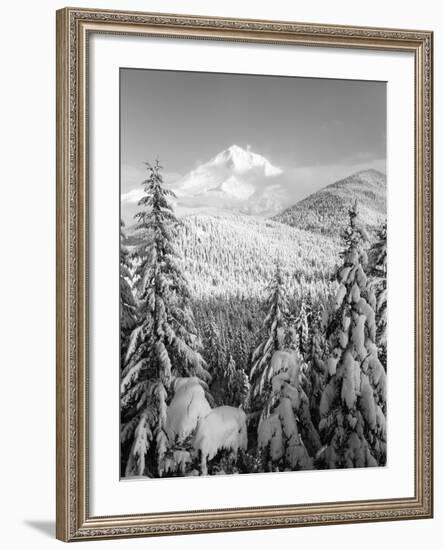 Winter Frost Trees on Mt. Hood, Mt Hood National Forest, Oregon, USA-Stuart Westmorland-Framed Photographic Print