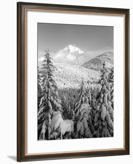 Winter Frost Trees on Mt. Hood, Mt Hood National Forest, Oregon, USA-Stuart Westmorland-Framed Photographic Print