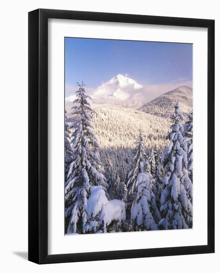 Winter Frost Trees on Mt. Hood, Mt Hood National Forest, Oregon, USA-Stuart Westmorland-Framed Photographic Print