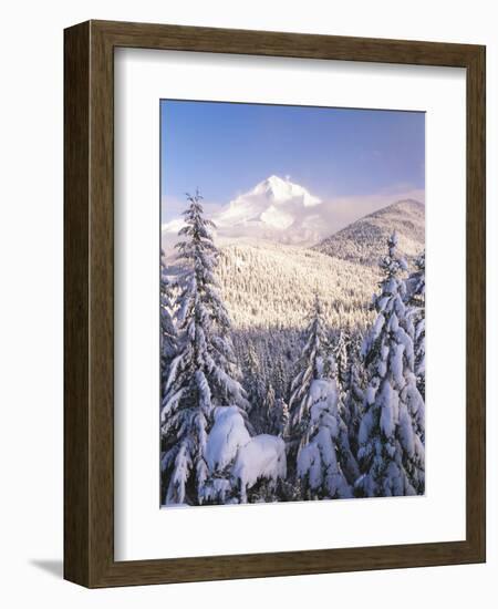 Winter Frost Trees on Mt. Hood, Mt Hood National Forest, Oregon, USA-Stuart Westmorland-Framed Photographic Print