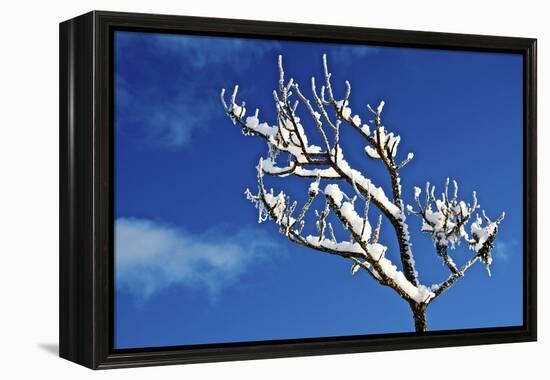 Winter Frost. Winter in British Columbia Brings a Variety of Landscapes and Close-Ups-Richard Wright-Framed Premier Image Canvas