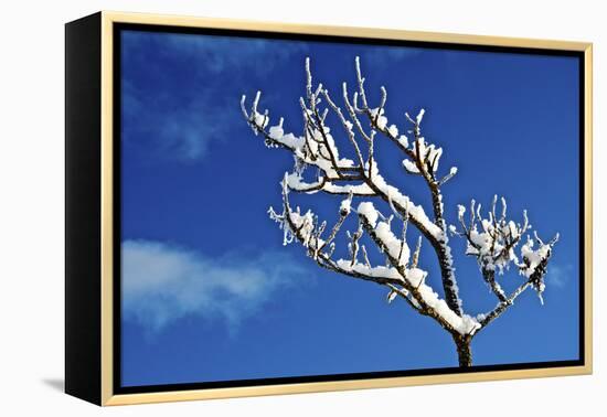 Winter Frost. Winter in British Columbia Brings a Variety of Landscapes and Close-Ups-Richard Wright-Framed Premier Image Canvas