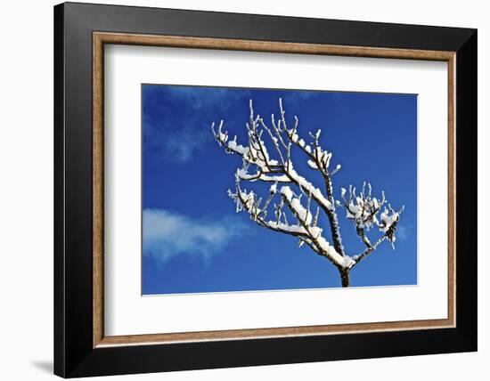 Winter Frost. Winter in British Columbia Brings a Variety of Landscapes and Close-Ups-Richard Wright-Framed Photographic Print