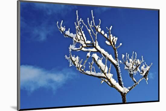 Winter Frost. Winter in British Columbia Brings a Variety of Landscapes and Close-Ups-Richard Wright-Mounted Photographic Print