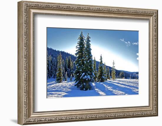 Winter Frost. Winter in British Columbia Brings a Variety of Landscapes and Close-Ups-Richard Wright-Framed Photographic Print