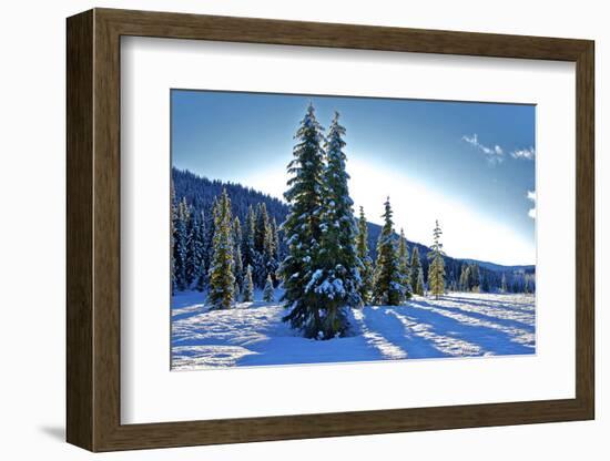 Winter Frost. Winter in British Columbia Brings a Variety of Landscapes and Close-Ups-Richard Wright-Framed Photographic Print