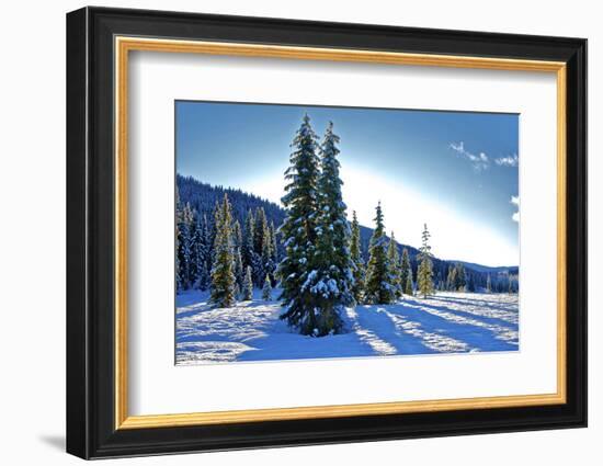 Winter Frost. Winter in British Columbia Brings a Variety of Landscapes and Close-Ups-Richard Wright-Framed Photographic Print