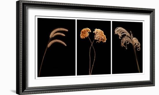 Winter Garden Tryptich-Steve Gadomski-Framed Photographic Print