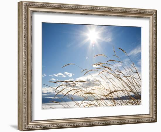 Winter Grass-Andrew Geiger-Framed Photographic Print