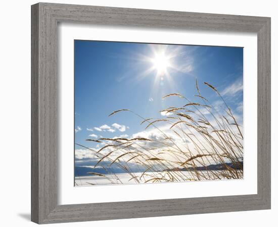 Winter Grass-Andrew Geiger-Framed Photographic Print