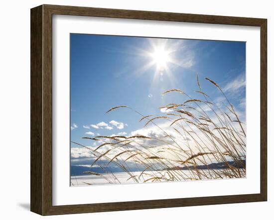 Winter Grass-Andrew Geiger-Framed Photographic Print