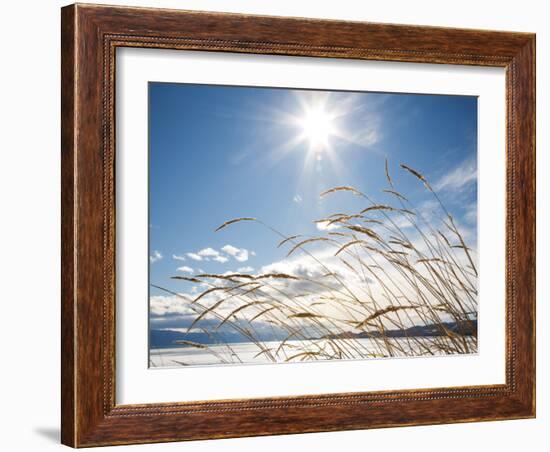 Winter Grass-Andrew Geiger-Framed Photographic Print