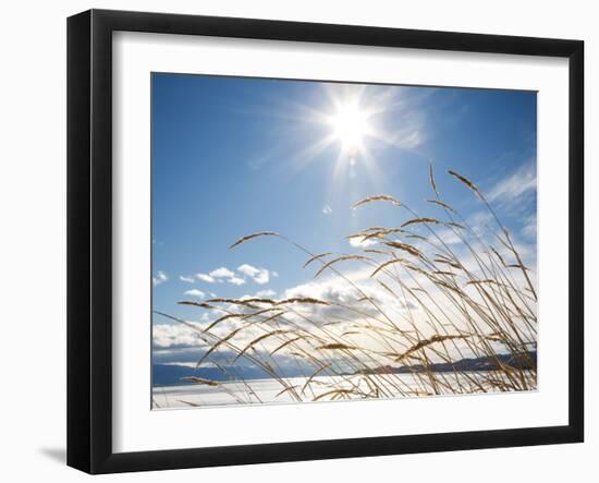 Winter Grass-Andrew Geiger-Framed Photographic Print