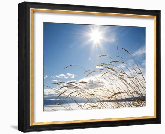 Winter Grass-Andrew Geiger-Framed Photographic Print