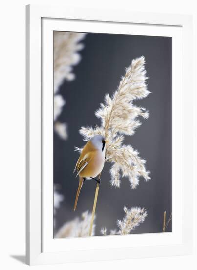 Winter Grasses II-Henrik Lund-Framed Giclee Print