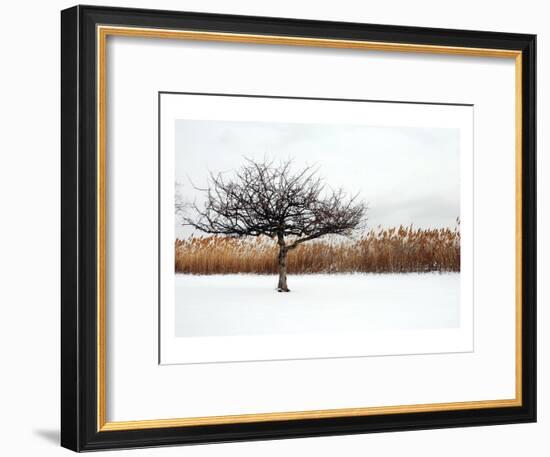 Winter Harmony-Jan Michael Ringlever-Framed Art Print