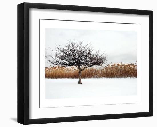 Winter Harmony-Jan Michael Ringlever-Framed Art Print