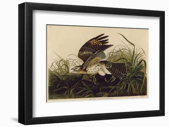 Winter Hawk-John James Audubon-Framed Giclee Print