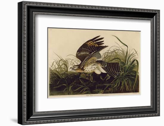 Winter Hawk-John James Audubon-Framed Giclee Print