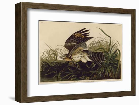 Winter Hawk-John James Audubon-Framed Giclee Print