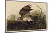 Winter Hawk-John James Audubon-Mounted Giclee Print